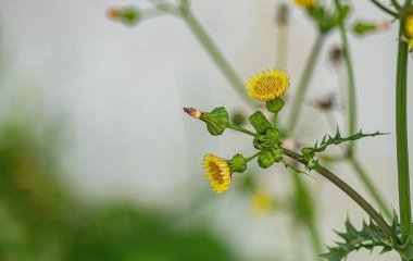Фахівець поділився дієвим способом, як позбутися колючого осоту на городі: раз і назавжди