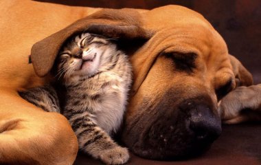 7 распространенных ошибок, которые допускают владельцы питомцев