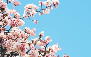 Особливий символ Японії: чи можна садити сакуру біля будинку і основні правила догляду за деревом