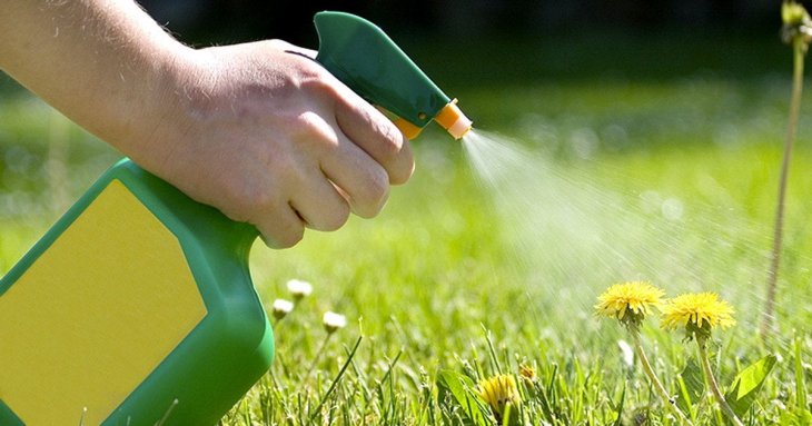 Як позбутися бур’янів на городі без хімії: чим полити рослини