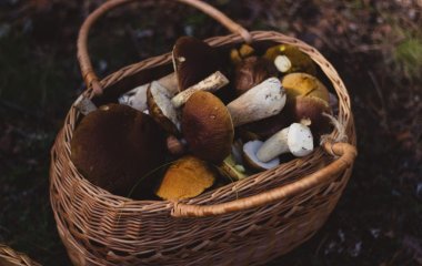 Які гриби можуть призвести до раку печінки, розповів міколог.