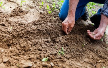 Посадіть прямо зараз на пусті грядки горох, і ґрунт наповниться азотом