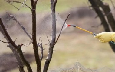 Чим треба обов’язково обприскати старі плодові дерева навесні, щоб не хворіли і не скидали зав’язь