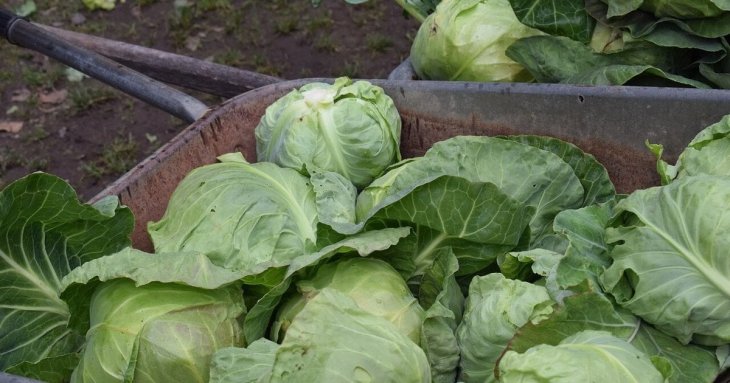 Коли збирати капусту: названий ідеальний час для тривалого зберігання