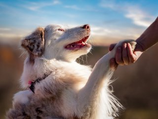 Сети насмешила собака, которая обожает пылесос (ВИДЕО)