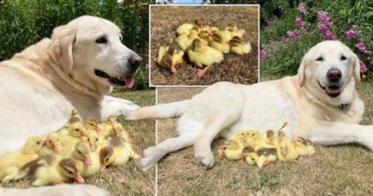Добрый пёс стал опекуном стайки осиротевших утят (ФОТО)