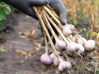 Що робити з часником після викопування: правильне обрізування та сушіння для зимового зберігання