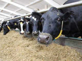 Эти забавные коровы сбежали с фермы, чтобы искупаться в озере (ФОТО)