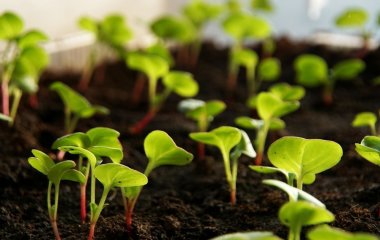 Коли сіяти редиску взимку 2025 року: отримайте великий урожай, не чекаючи на весну