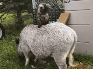 Наглая кошка с комфортом прокатилась на свинье (ФОТО)