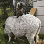 Наглая кошка с комфортом прокатилась на свинье (ФОТО)