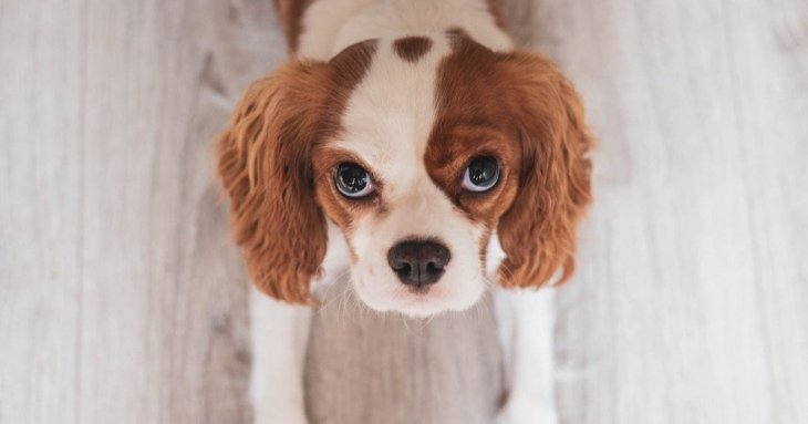 Сім неймовірно милих ознак, що ваш пес насправді обожнює вас: дресирувальниця розкрила всі секрети