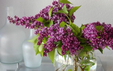 Як зберегти бузок у свіжій вазі довгий час: цікавий лайфхак