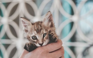 Вчені з'ясували, що означає, коли кіт муркотить