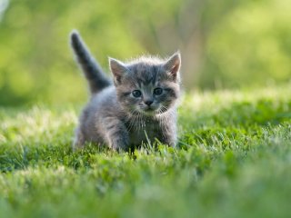 Маленький котенок рассмешил «танцем» на скользком полу (ВИДЕО)