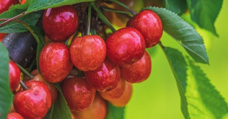 Черешня, яку ми недооцінюємо — у чому її користь для організму