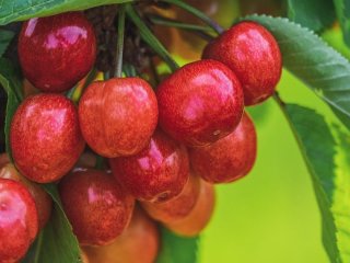 Черешня, яку ми недооцінюємо — у чому її користь для організму