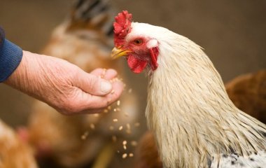 Як підвищити несучість курей взимку: проста зимова заміна трави, що повертає продуктивність до літнього рівня