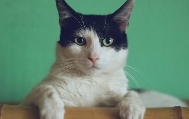 П’ять речей, які кішки роблять щодня — і за жодних обставин їм не можна заважати: думка ветеринарів
