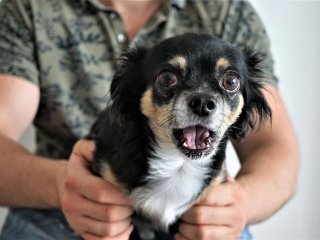 Сети покорила реакция собаки на «операцию» над ее игрушкой (ВИДЕО)