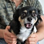 Сети покорила реакция собаки на «операцию» над ее игрушкой (ВИДЕО)