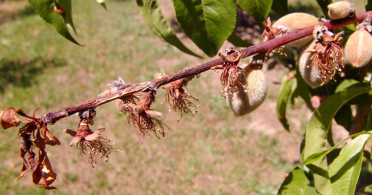 Про головний секрет захисту саду від моніліозу розповів агроном
