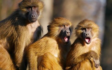 Сети насмешили обезьяны, моющие собаку (ВИДЕО)