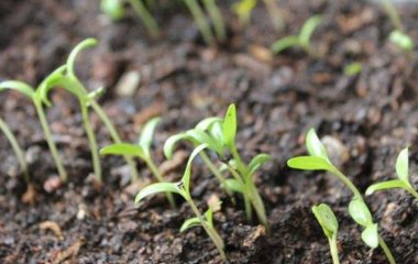 Замочування насіння в перекисі водню: навіщо та як це робити