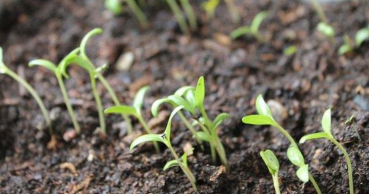 Замочування насіння в перекисі водню: навіщо та як це робити