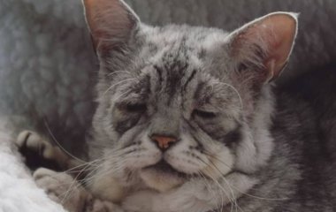 Кот, похожий на старика, стал новой звездой Сетей (ФОТО)