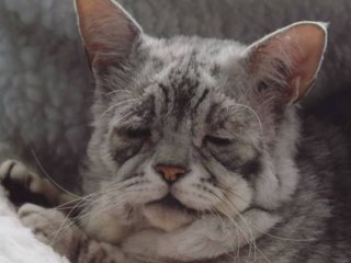 Кот, похожий на старика, стал новой звездой Сетей (ФОТО)