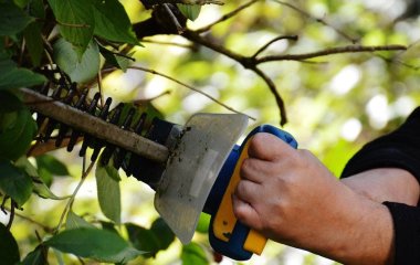 Встигніть зробити до осені: які дерева обов’язково обрізають влітку, щоб підвищити урожайність