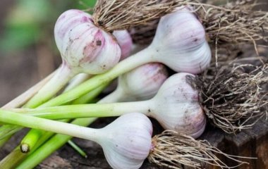 Чому в сусідів озимий часник завжди виростає великим: насправді, секрет дуже простий