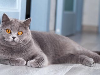 Американець смішно помстився коту, який любить будити його на світанку (ВІДЕО)