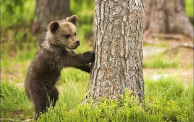 Камера видеонаблюдения зафиксировала ночные игры мишки с пальмовым листом