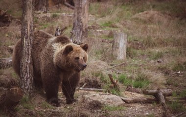 Ведмідь вирішив освіжитися в чужому басейні