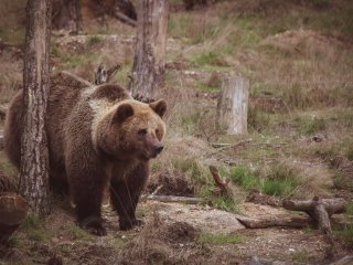Ведмідь вирішив освіжитися в чужому басейні