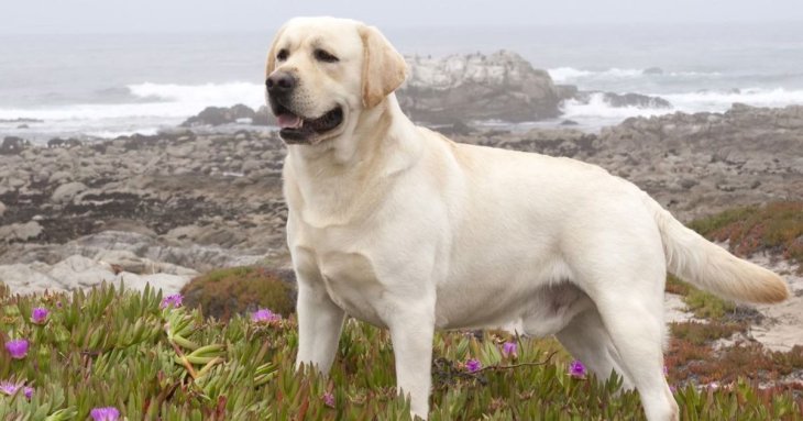 Топ-7 порід собак для походів: витривалі компаньйони для активного відпочинку