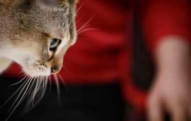 Чому очі котів святяться в темряві — відповідь вчених