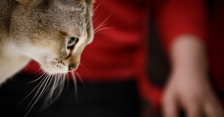 Чому очі котів святяться в темряві — відповідь вчених