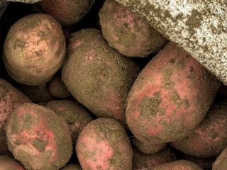 Чи допомагає яблуко в мішку з картоплею: що потрібно знати про популярний трюк