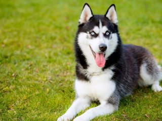 Пользователей рассмешил пес с упрямым характером (ВИДЕО)