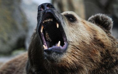 В США медведь оставил владельцев дома без стены (ФОТО)