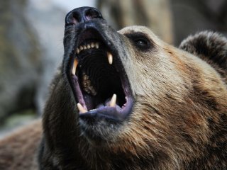 В США медведь оставил владельцев дома без стены (ФОТО)