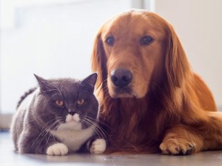 Сети покорили собака и кот, которые выглядят словно близнецы (ВИДЕО)