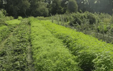 Чому сидерати ніколи не пізно сіяти, навіть взимку