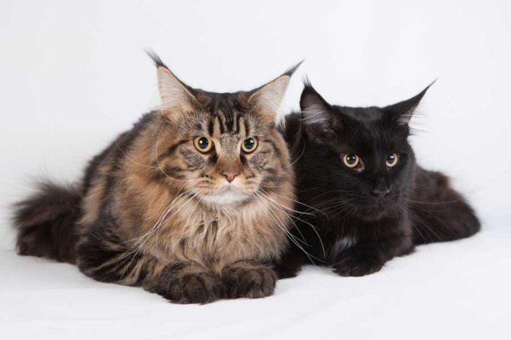 Кот-интроверт нашел способ побыть в одиночестве (ВИДЕО)