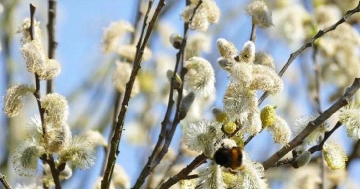 Що не можна робити в Лазареву суботу: народні традиції та вірування