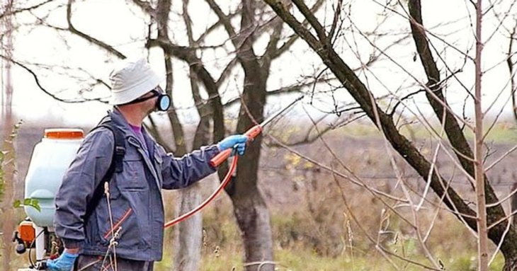 Весняна обробка саду білизною: секрети ефективного та бюджетного захисту