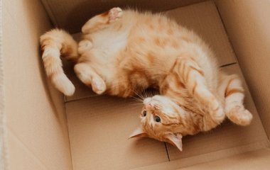 Ви ніколи не здогадаєтеся, чому коти обожнюють коробки — і як вони можуть поліпшити їхнє життя